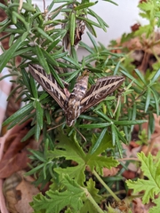 Hyles lineata