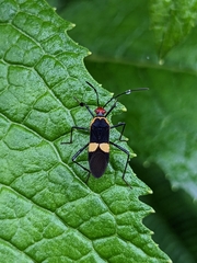 Hypselonotus interruptus