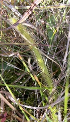 Lycopodiella