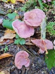 Mycena rosea