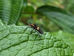 Hypselonotus interruptus