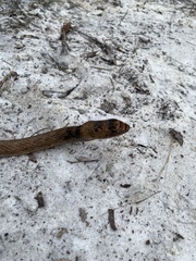 Masticophis flagellum flagellum