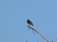 Hymenops perspicillatus