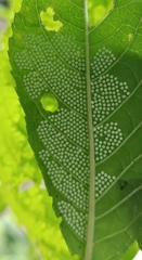 Dysschema leucophaea