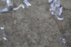 Pseudoxiphophorus bimaculatus