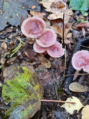 Mycena rosea