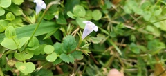 Bonnaya ruelloides