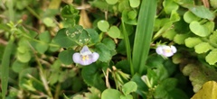 Bonnaya ruelloides