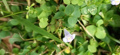 Bonnaya ruelloides