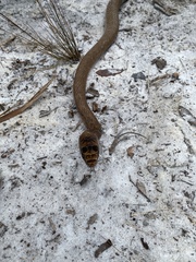 Masticophis flagellum flagellum