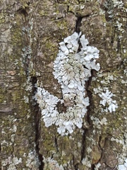 Parmelina tiliacea