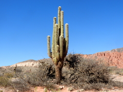 Trichocereus atacamensis