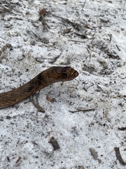 Masticophis flagellum flagellum