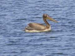 Pelecanus onocrotalus