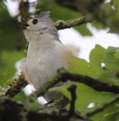 Baeolophus bicolor × atricristatus