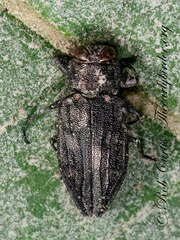 Buprestidae