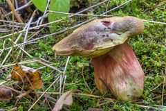Boletus smithii