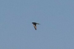 Hirundo rustica erythrogaster