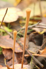 Macrotyphula fistulosa