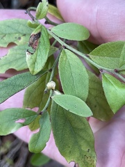 Vaccinium pallidum