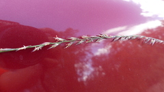 Bouteloua curtipendula