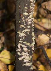Auricularia mesenterica