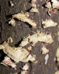 Auricularia mesenterica