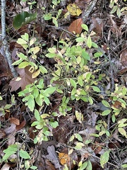 Vaccinium pallidum