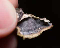 Auricularia mesenterica