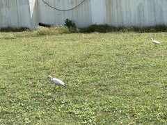 Bubulcus ibis