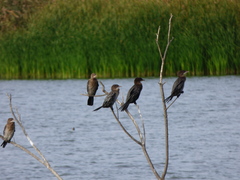 Microcarbo pygmaeus