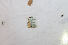 Leuconycta diphteroides