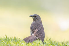 Turdoides hartlaubii