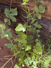 Brassicaceae