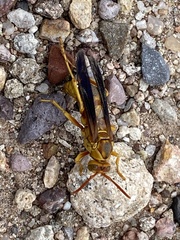 Polistes flavus