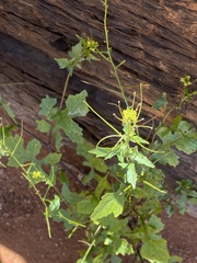 Brassicaceae