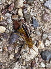 Polistes flavus