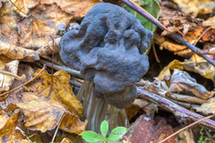Helvella vespertina