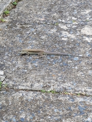 Pholidoscelis exsul