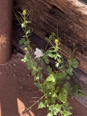 Brassicaceae