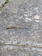 Pholidoscelis exsul