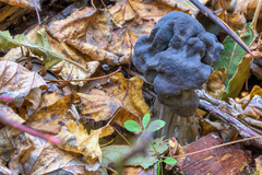 Helvella vespertina