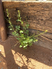 Brassicaceae