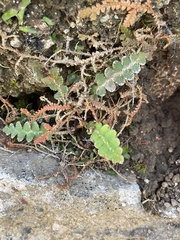 Asplenium ceterach image