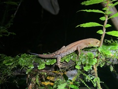 Gelanesaurus flavogularis