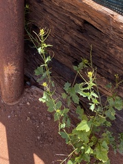 Brassicaceae