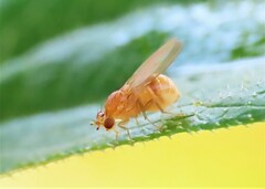 Camptoprosopella slossonae