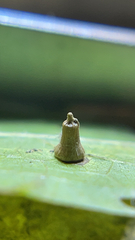 Celticecis aciculata