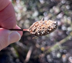 Xyris fimbriata