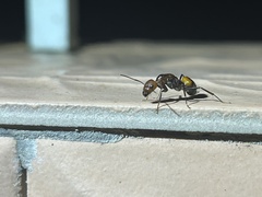 Camponotus nicobarensis